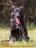 Hunde