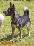 Hunde