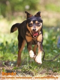 Hunde