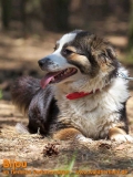 Hunde