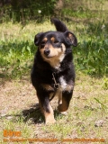 Hunde