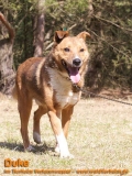 Hunde