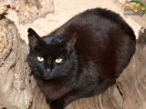 Katzen