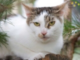 Katzen