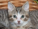 Katzen