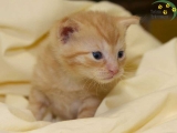 Katzen
