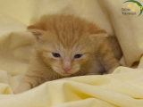 Katzen