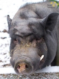 Hängebauchschwein, das sein Gnadenbrot im Tierheim Verlorenwasser erhält.