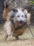 Hunde