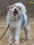 Hunde