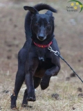 Hunde
