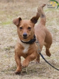 Hunde