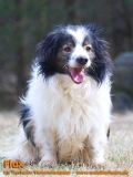 Hunde