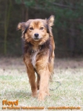 Hunde