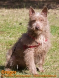 Hunde