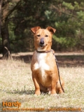 Hunde