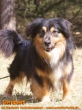 Hunde