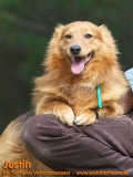 Hunde