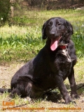 Hunde