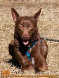 Hunde
