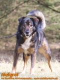 Hunde