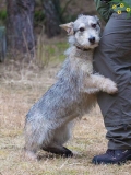 Hunde