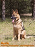 Hunde