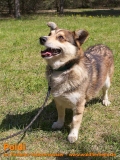 Hunde