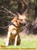 Hunde