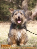 Hunde