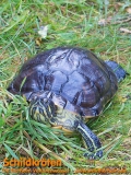 Schildkröten aus dem Tierheim Verlorenwasser