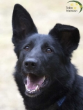 Hunde