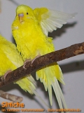 Sittiche aus dem Tierheim Verlorenwasser