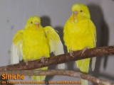 Sittiche aus dem Tierheim Verlorenwasser