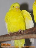 Sittiche aus dem Tierheim Verlorenwasser