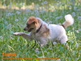 Hunde