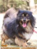 Hunde