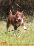 Hunde