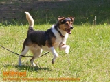 Hunde