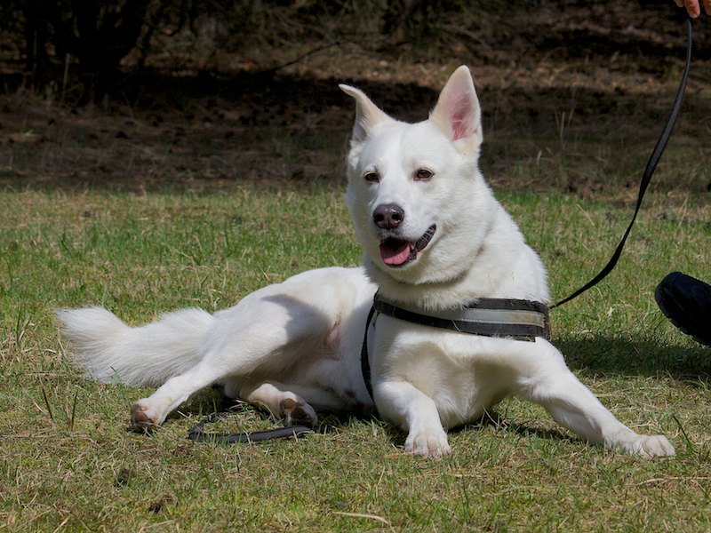 Tierheim Verlorenwasser Hunde im Tierheim Verlorenwasser