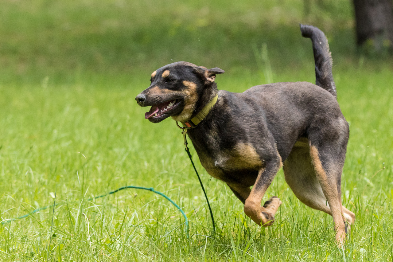 Tierheim Verlorenwasser Hunde im Tierheim Verlorenwasser
