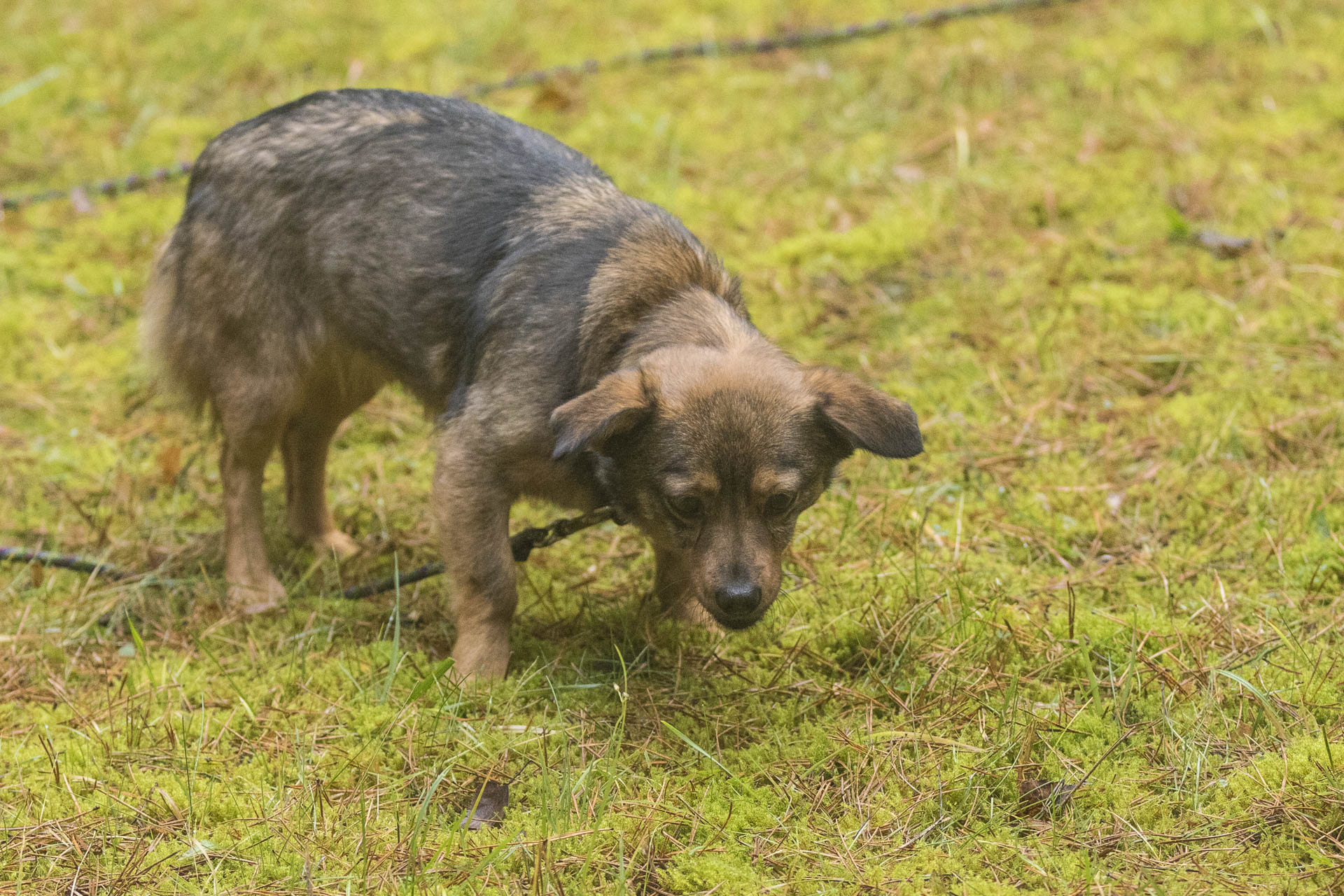 Tierheim Verlorenwasser Hunde im Tierheim Verlorenwasser