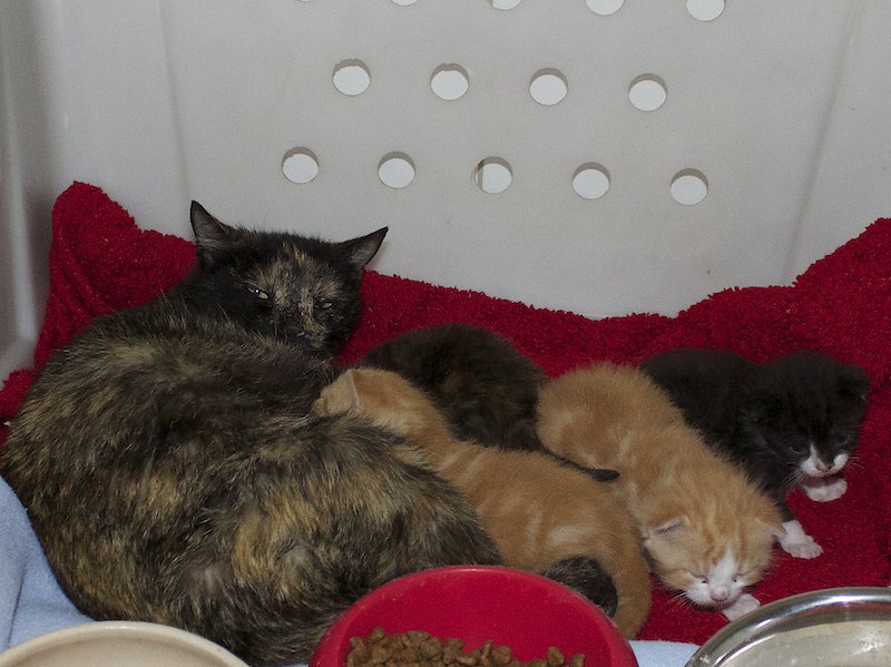 kitten 028