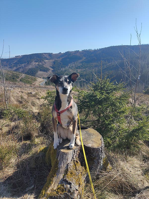 ehemaliger tierheimhund 1