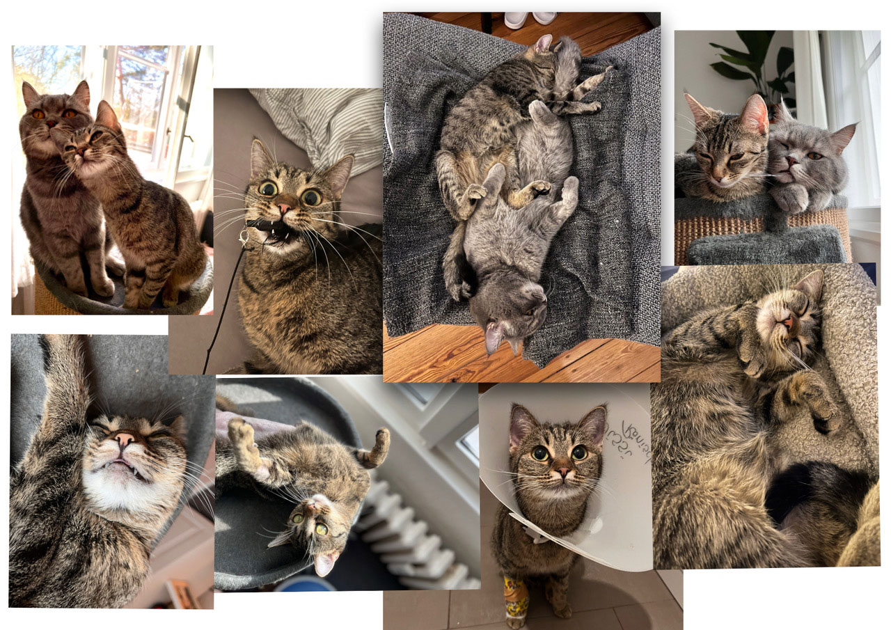 sissi katze aus tierheim 2