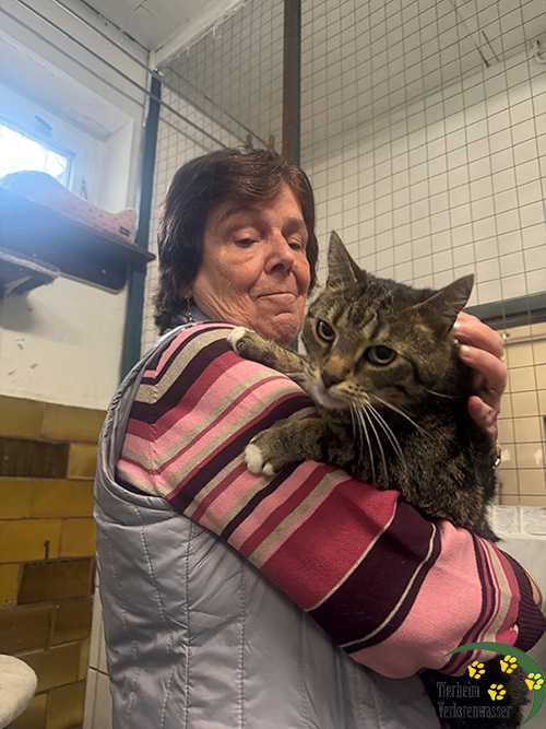 max katze aus tem tierheim