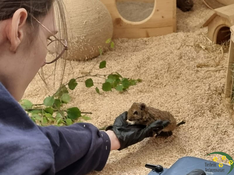 degus im tierheim 6
