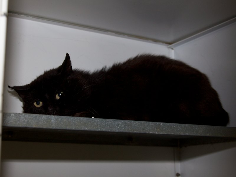 Tierheim Verlorenwasser Fest der Liebe auch für alte und kranke Tiere?