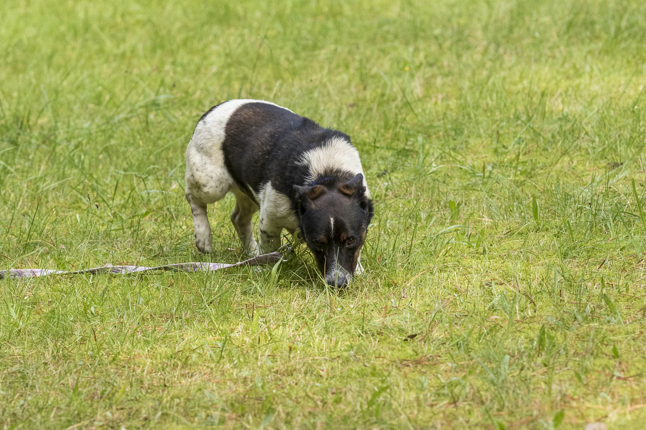 Tierheim Verlorenwasser Ein Hund in zwei Ausführungen