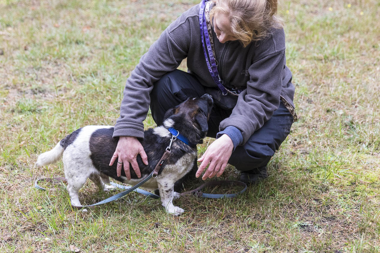 Tierheim Verlorenwasser Ein Hund in zwei Ausführungen